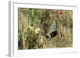 Grey Partridge Male in Stubble with Poppies and Daisies-null-Framed Photographic Print