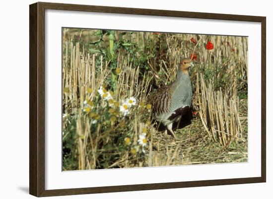 Grey Partridge Male in Stubble with Poppies and Daisies-null-Framed Photographic Print