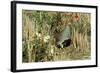 Grey Partridge Male in Stubble with Poppies and Daisies-null-Framed Photographic Print