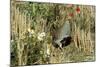 Grey Partridge Male in Stubble with Poppies and Daisies-null-Mounted Photographic Print