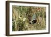 Grey Partridge Male in Stubble with Poppies and Daisies-null-Framed Photographic Print