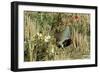 Grey Partridge Male in Stubble with Poppies and Daisies-null-Framed Photographic Print