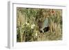 Grey Partridge Male in Stubble with Poppies and Daisies-null-Framed Photographic Print