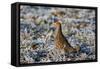 Grey Partridge Male Standing in Frost Covered Grassland-null-Framed Stretched Canvas