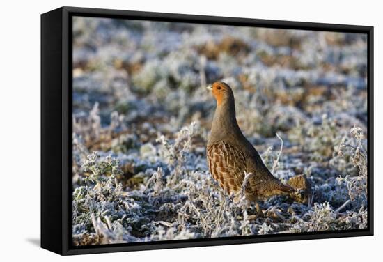 Grey Partridge Male Standing in Frost Covered Grassland-null-Framed Stretched Canvas