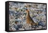 Grey Partridge Male Standing in Frost Covered Grassland-null-Framed Stretched Canvas