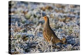 Grey Partridge Male Standing in Frost Covered Grassland-null-Stretched Canvas