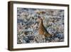 Grey Partridge Male Standing in Frost Covered Grassland-null-Framed Photographic Print