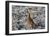 Grey Partridge Male Standing in Frost Covered Grassland-null-Framed Photographic Print