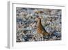 Grey Partridge Male Standing in Frost Covered Grassland-null-Framed Photographic Print
