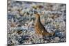 Grey Partridge Male Standing in Frost Covered Grassland-null-Mounted Photographic Print