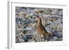 Grey Partridge Male Standing in Frost Covered Grassland-null-Framed Photographic Print