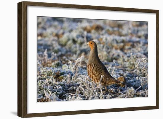 Grey Partridge Male Standing in Frost Covered Grassland-null-Framed Photographic Print