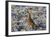 Grey Partridge Male Standing in Frost Covered Grassland-null-Framed Photographic Print