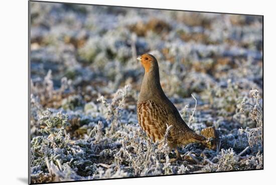 Grey Partridge Male Standing in Frost Covered Grassland-null-Mounted Photographic Print
