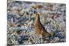 Grey Partridge Male Standing in Frost Covered Grassland-null-Mounted Photographic Print