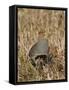 Grey Partridge Male Standing in Winter Stubble-null-Framed Stretched Canvas