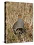 Grey Partridge Male Standing in Winter Stubble-null-Stretched Canvas