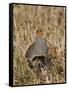 Grey Partridge Male Standing in Winter Stubble-null-Framed Stretched Canvas