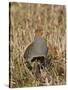 Grey Partridge Male Standing in Winter Stubble-null-Stretched Canvas