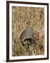 Grey Partridge Male Standing in Winter Stubble-null-Framed Photographic Print