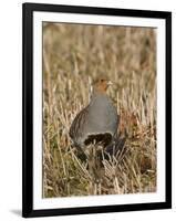 Grey Partridge Male Standing in Winter Stubble-null-Framed Photographic Print