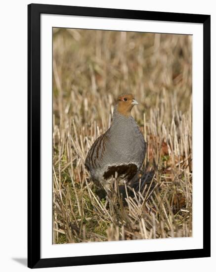 Grey Partridge Male Standing in Winter Stubble-null-Framed Photographic Print