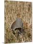 Grey Partridge Male Standing in Winter Stubble-null-Mounted Photographic Print