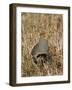 Grey Partridge Male Standing in Winter Stubble-null-Framed Photographic Print