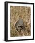 Grey Partridge Male Standing in Winter Stubble-null-Framed Photographic Print
