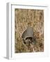 Grey Partridge Male Standing in Winter Stubble-null-Framed Photographic Print