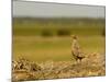 Grey Partridge (Pedrix Pedrix) Camouflaged Against Hay Mound, Matsalu National Park, Estonia, May-Rautiainen-Mounted Photographic Print