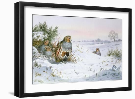 Grey Partridge-Carl Donner-Framed Giclee Print