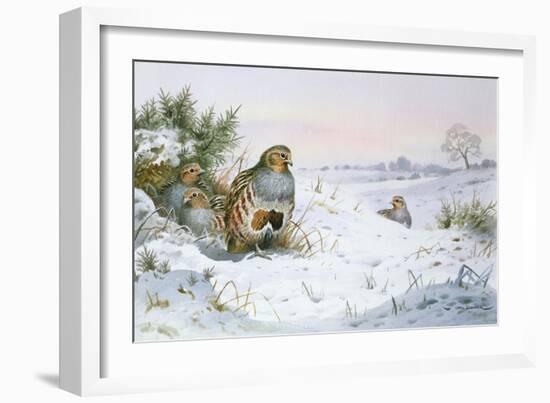 Grey Partridge-Carl Donner-Framed Giclee Print