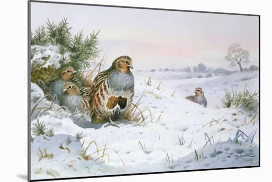 Grey Partridge-Carl Donner-Mounted Giclee Print