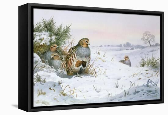 Grey Partridge-Carl Donner-Framed Stretched Canvas