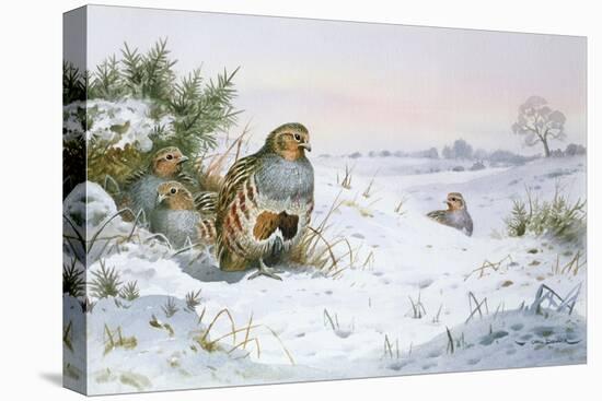 Grey Partridge-Carl Donner-Stretched Canvas