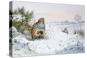 Grey Partridge-Carl Donner-Stretched Canvas