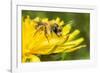 Grey-patched Mining Bee feeding on Dandelion, Wales, UK-Phil Savoie-Framed Photographic Print