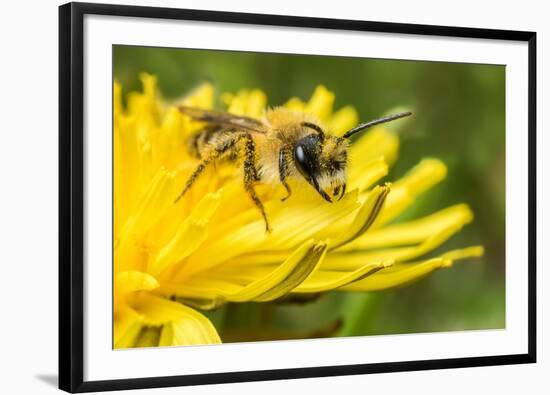 Grey-patched Mining Bee feeding on Dandelion, Wales, UK-Phil Savoie-Framed Photographic Print