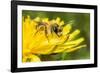 Grey-patched Mining Bee feeding on Dandelion, Wales, UK-Phil Savoie-Framed Photographic Print