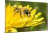 Grey-patched Mining Bee feeding on Dandelion, Wales, UK-Phil Savoie-Mounted Photographic Print