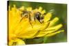 Grey-patched Mining Bee feeding on Dandelion, Wales, UK-Phil Savoie-Stretched Canvas