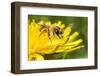 Grey-patched Mining Bee feeding on Dandelion, Wales, UK-Phil Savoie-Framed Photographic Print