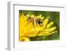 Grey-patched Mining Bee feeding on Dandelion, Wales, UK-Phil Savoie-Framed Photographic Print