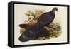 Grey Peacock Pheasant (Polyplectron Chinquis)-Henry Constantine Richter-Framed Stretched Canvas