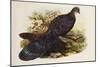 Grey Peacock Pheasant (Polyplectron Chinquis)-Henry Constantine Richter-Mounted Giclee Print