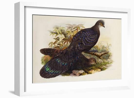 Grey Peacock Pheasant (Polyplectron Chinquis)-Henry Constantine Richter-Framed Giclee Print