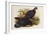 Grey Peacock Pheasant (Polyplectron Chinquis)-Henry Constantine Richter-Framed Giclee Print