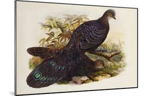 Grey Peacock Pheasant (Polyplectron Chinquis)-Henry Constantine Richter-Mounted Giclee Print